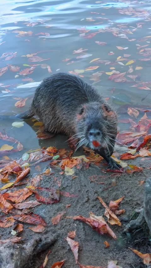 Inquisitive Coypu goes along river bank strewn with fall leaves and curiously Stock Footage 325075713