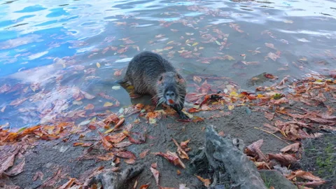 Inquisitive Coypu goes along river bank strewn with fall leaves and curiously Stock Footage 339042586