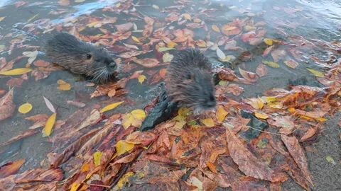 Inquisitive Coypu stands on stone by river and looking into lens, second one Stock Footage 328756171