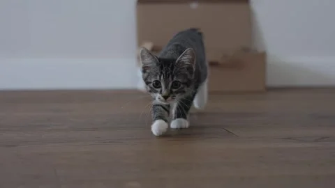 An Inquisitive, Curious Kitten Joyfully Exploring Its Unique Space and Video stock 320847047