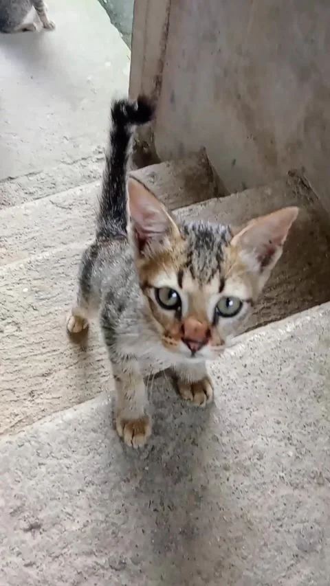 Inquisitive cute kitten Stock Footage 321815658