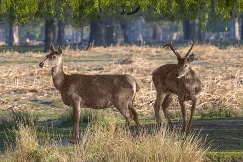 Inquisitive deer Foto stock