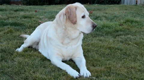 Inquisitive  Dog on the Lawn Video stock 34261672