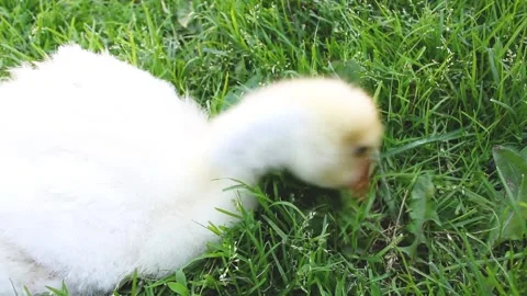 An inquisitive funny goose eats grass. Young goose. Hd video clip Stock Footage 168420061