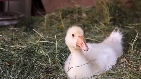 An inquisitive funny goose looks at the camera and eats grass, gets up  Stock Footage 168420060