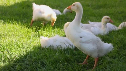 An inquisitive funny goose looks at the camera and eats grass, gets up Stock Footage 234201515