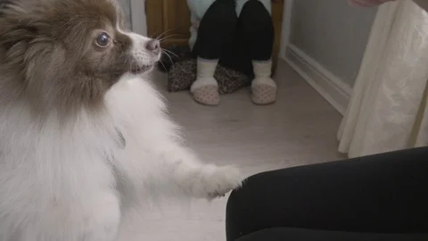 Inquisitive german spitz smells a hamster Stock Footage 102349287