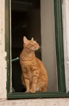 An inquisitive ginger cat watching from a window ledge Stock Photos
