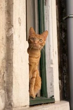An inquisitive ginger cat watching from a window ledge Stock Photos