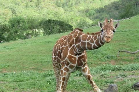 Inquisitive giraffe Stock Photos