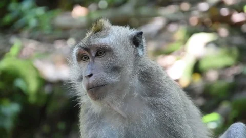Inquisitive great monkey in forest bali Stock Footage 81691016