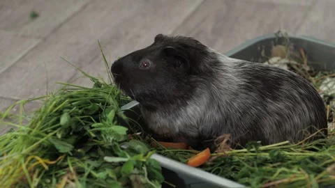 An inquisitive guinea pig discovers a bed of medicinal herbs Stockbeeldmateriaal 278115247
