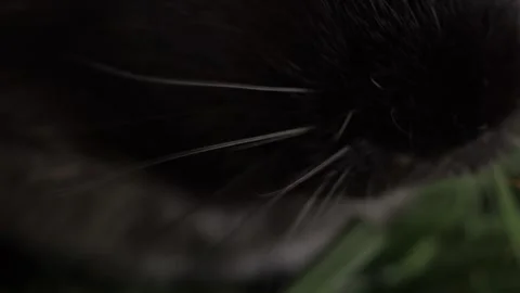 The inquisitive guinea pig explores thickets of weeds at the edge of the lawn, t Vídeos de archivo 278094199