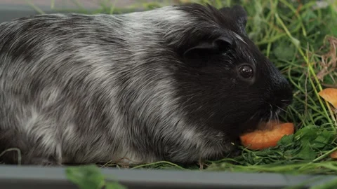 An inquisitive guinea pig explores the vegetable garden, tasting the leaves of v Video stock 278095175