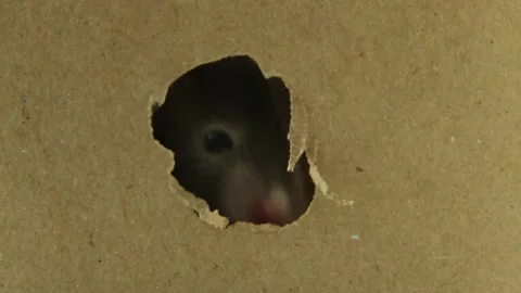 Inquisitive hamster peeking through hole in brown cardboard with changing Video stock 310968520