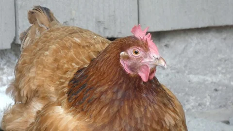 Inquisitive Hen In the Hencoop Stock Footage 94703139