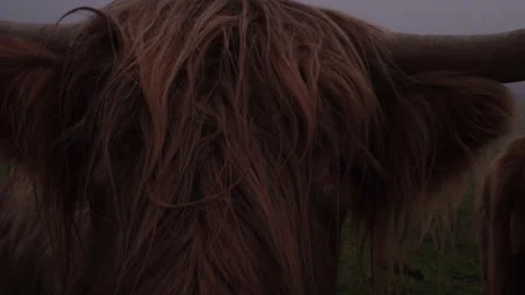 Inquisitive highland cow looking over gate on a misty and dreich day. Stock Footage 141111953
