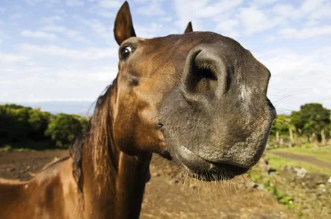 Inquisitive horse Stock Photos