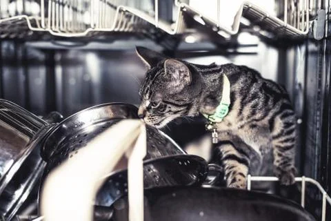 Inquisitive kitty looking inside a dishwasher Stock Photos