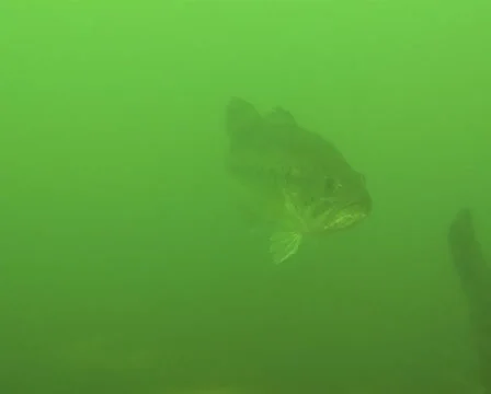 Inquisitive largemouth bass Stock Footage 977993