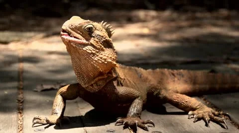 Inquisitive lizard 1 Video stock 21167665