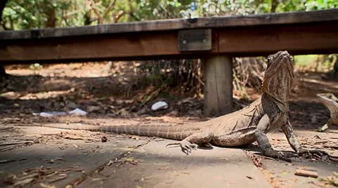 Inquisitive lizard 3 Video stock 21218709