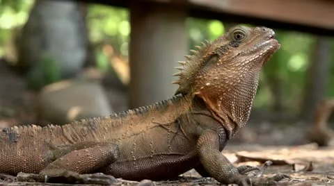 Inquisitive lizard 4 Video stock 21175158