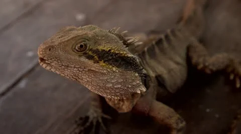 Inquisitive lizard 5 Video stock 21174982