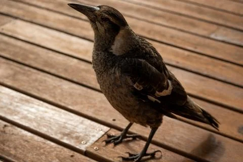 Inquisitive Magpie on Timber Deck Stock Photos