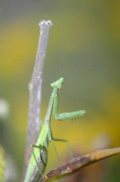 Inquisitive Mantis Stock Photos
