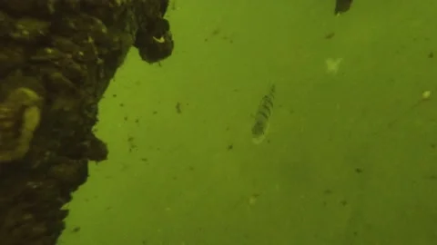 Inquisitive perch Stock Footage 154325037