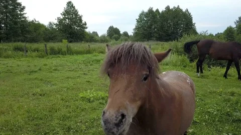 The inquisitive ponies. Stock Footage 77656750