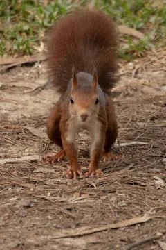 Inquisitive red squirrel keeps an eye on things Stock Photos