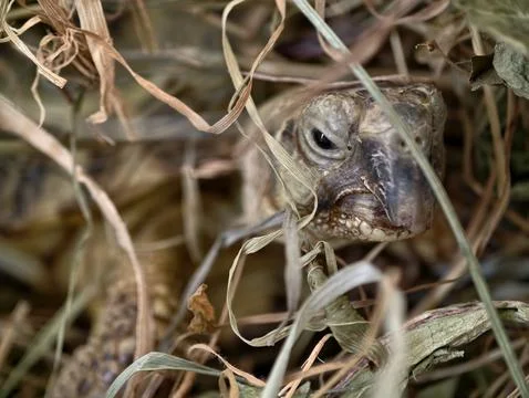 An inquisitive small animal explores concealed setting among withered grasses Stock Photos