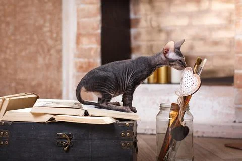 An inquisitive Sphynx cat adding a whimsical touch to the vintage setup Stock Photos
