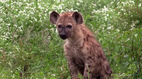 Inquisitive spotted hyena cub Stock Footage 75343728