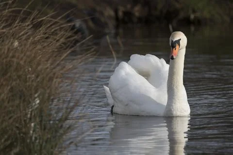 Inquisitive swan Foto stock