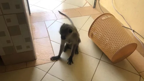 Inquisitive Vervet Monkey Closeup Exploring House Doorway Diani Beach Kenya Stock Footage 252936332