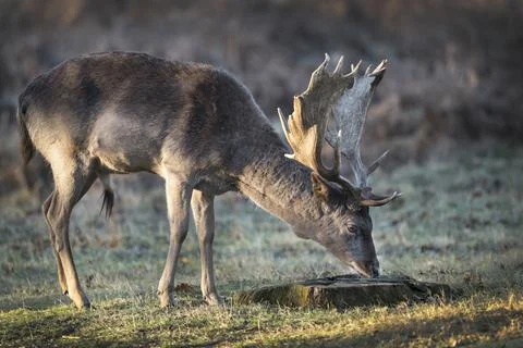 Inquisitive young deer Foto stock