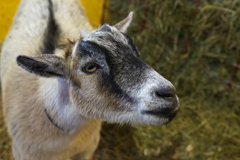 Inquisitive young goat Stock Photos