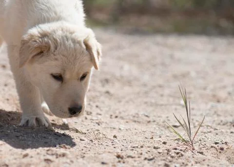Inquisitive young puppy exploring Stock Photos