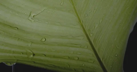 Ins Big Leaf in drops Back C4K BT2020 PQ Stock Footage 100137712