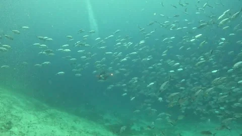 INSANE Fish School | Bait Ball 4K Stock Footage 337880760