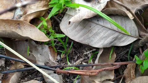 Insane kamuflase Stock Footage 171381705