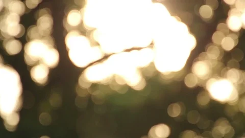 Inscets flying at dusk under old oak tree Video stock 72389358