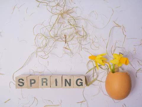 The inscription from the cubes SPRING. Daffodils in an eggshell. Easter conce Stock Photos