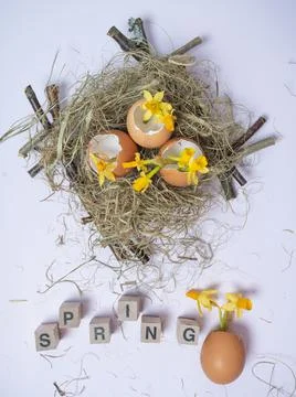 The inscription from the cubes SPRING. There is an eggshell in the nest. Daff Stock Photos