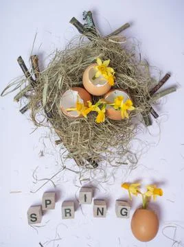 The inscription from the cubes SPRING. There is an eggshell in the nest. Daff Stock Photos