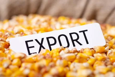 Inscription Export on corn grain Stock Photos