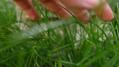 Inscription welcome,pull the grass aside with hand to see Stock Footage 244804199